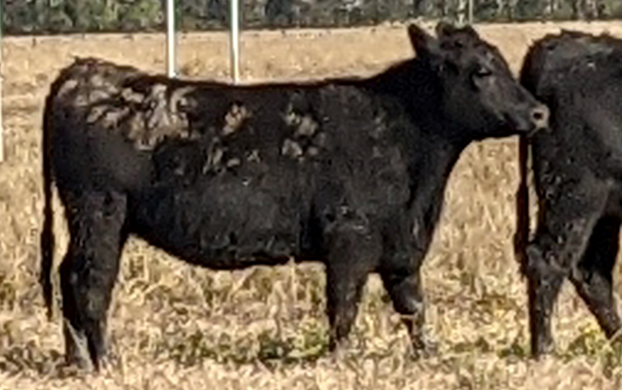 mud on flanks - cropped_blurryjpg